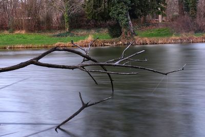 Bare tree by lake