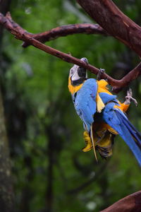 Close-up of a bird perching on branch