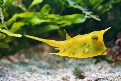 Close-up of fish swimming in sea