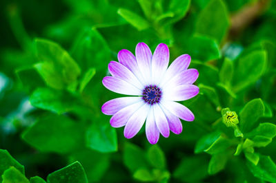 Close-up of purple flower