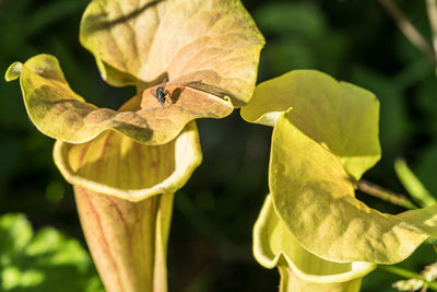 Close-up of plant