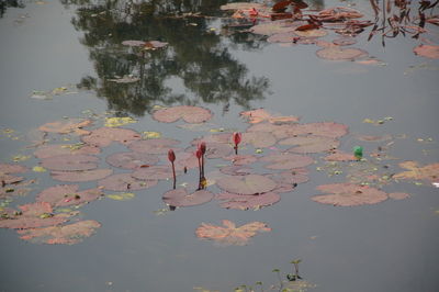 High angle view of lotus leaves floating on lake