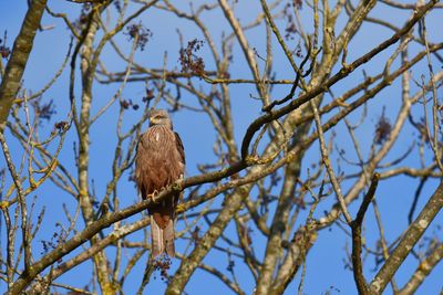 Low angle view of red kite perching on branch against blue sky