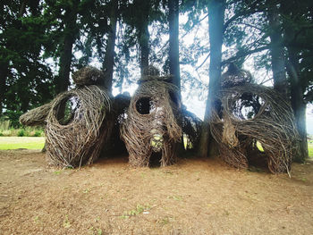 Trees on field in forest