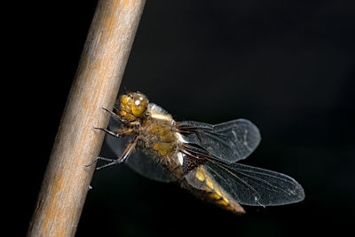 Female broad bodied chaser dragonfly against dark background. large compound eye clearly visible.