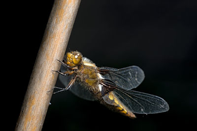 Close-up of insect on twig