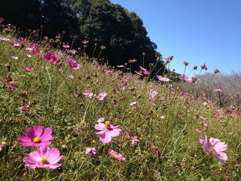 Close-up of pink flowering plants on land