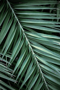 Full frame shot of palm leaves