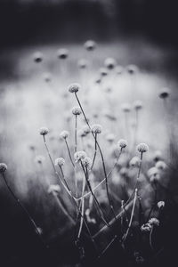 Close-up of wilted plant on field