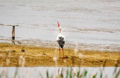 Birds perching on wooden post in lake