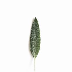 Close-up of leaf over white background