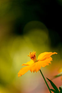 Close-up of yellow flowering plant