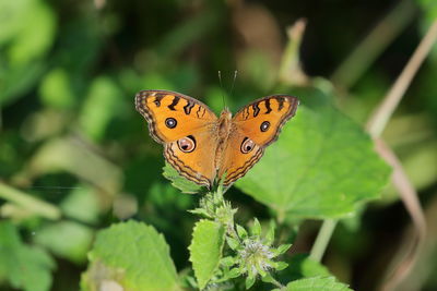 Close-up of butterfly pollinating flower