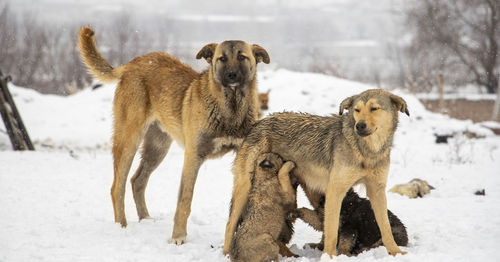 Dogs running on snow