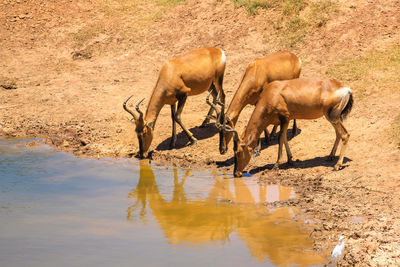 Horses in a lake