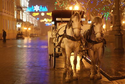 Horses in illuminated city at night during winter