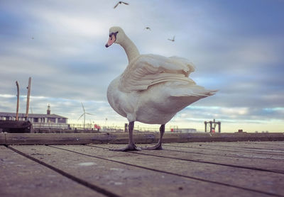 Low angle view of swan on boardwalk against sky