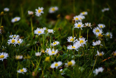 Close-up of white daisy flowers on field