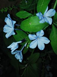 Close-up of flowers blooming outdoors