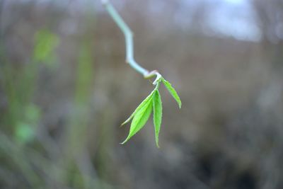 Close-up of plant against blurred background