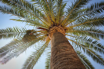 Low angle view of palm tree against sky