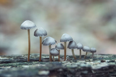 Close-up of mushroom growing in forest