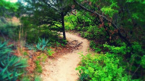 Dirt road amidst trees in forest