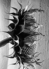 Close-up of cactus plant