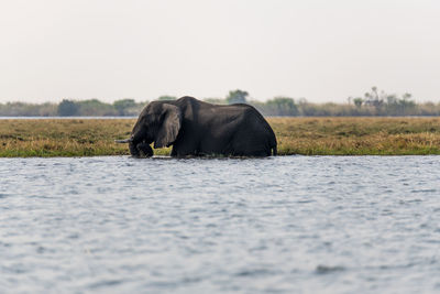 Side view of elephant in a field
