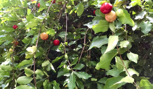 Close-up of fruits growing on tree