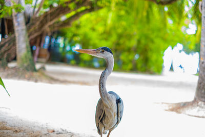 Close-up of bird perching on a tree