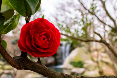 Close-up of red rose