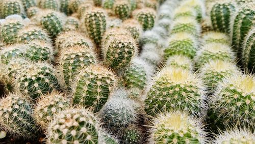 Full frame shot of cactus plants