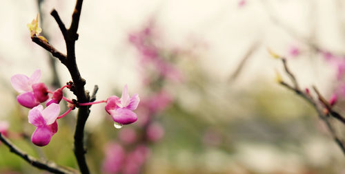 Close-up of pink flowers