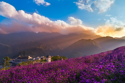 Scenic view of flowering plants on field against sky