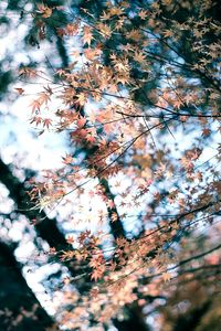 Low angle view of flowers on tree