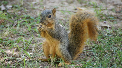 Close-up of squirrel on field