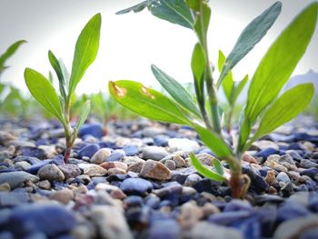 Close-up of pebbles on plant