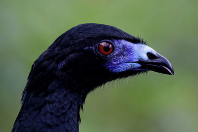 Close-up of bird