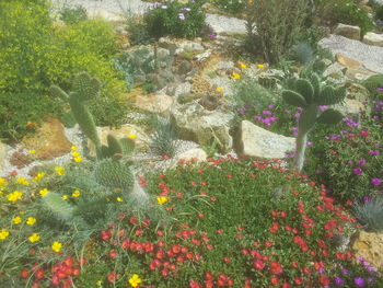 Close-up of plants