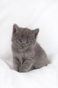 Close-up portrait of cat