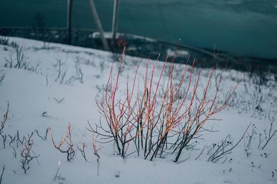 Scenic view of snow covered land