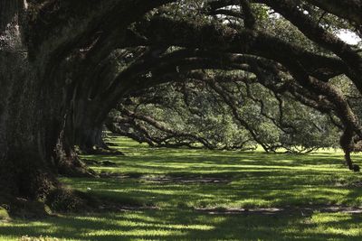 Trees on landscape