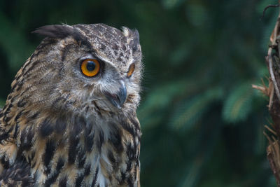 Close-up of a bird