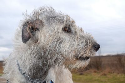 Close-up portrait of horse against sky