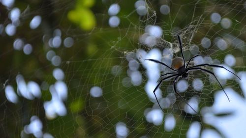 Close-up of spider on web