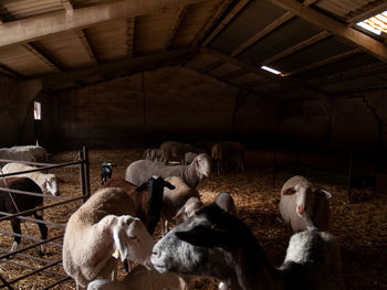 View of cows in shed