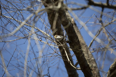 Low angle view of bird perching on branch