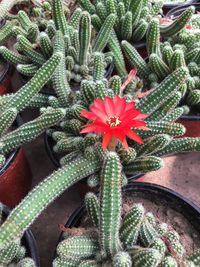 Close-up of succulent plant