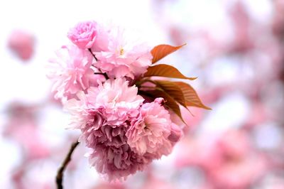 Pink flowers blooming on tree